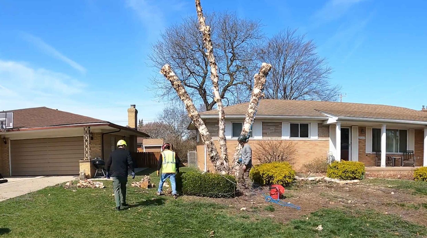 Tree removal crew assessing tree for removal in Los Banos, CA